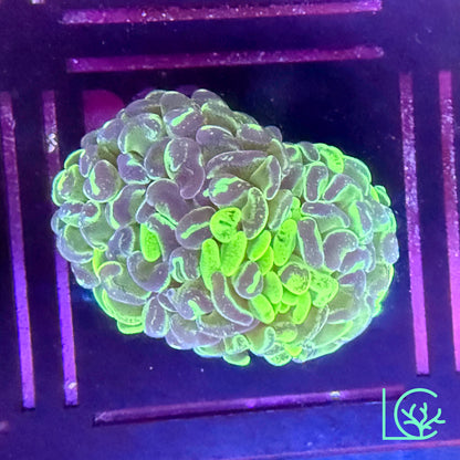 Aussie Splatter Hammer WYSIWYG