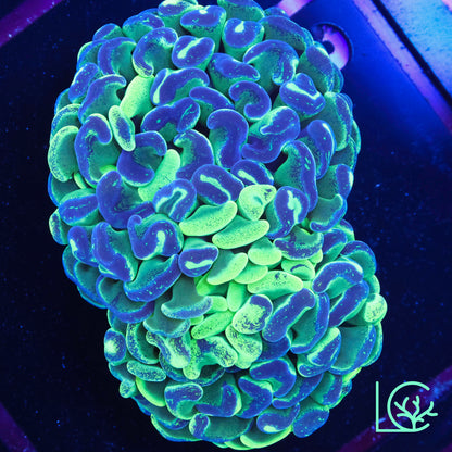 Aussie Splatter Hammer WYSIWYG