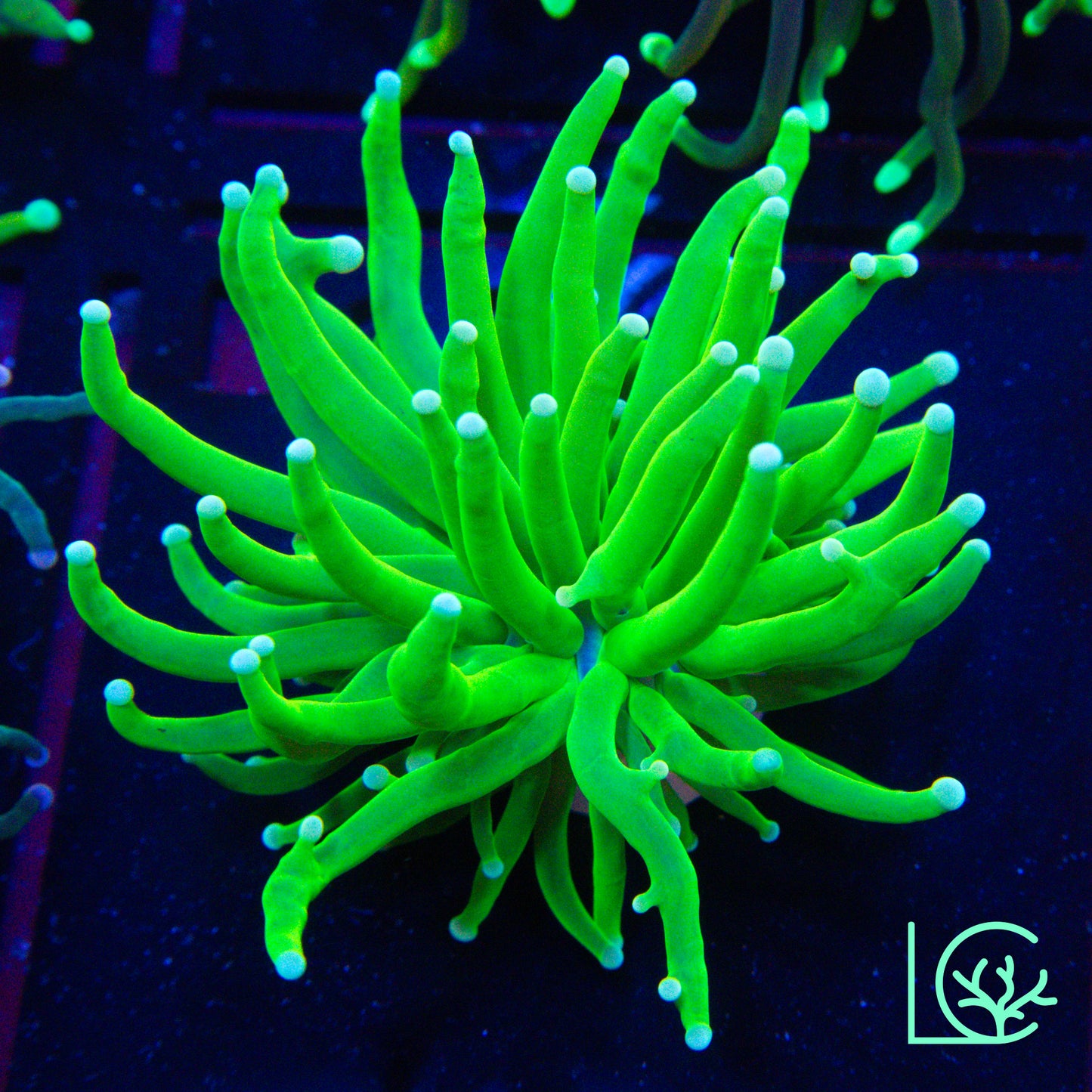 White Tip Torch WYSIWYG