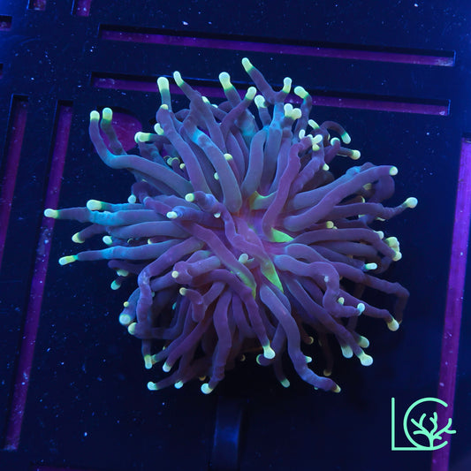 Yellow Tip Joker Torch WYSIWYG