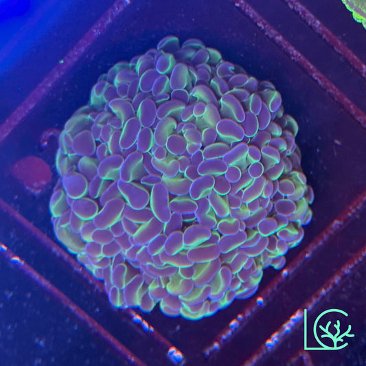 LC Hologram Hammer WYSIWYG