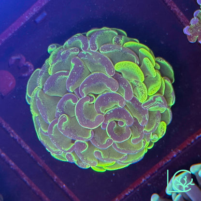 Aussie Splatter Hammer WYSIWYG