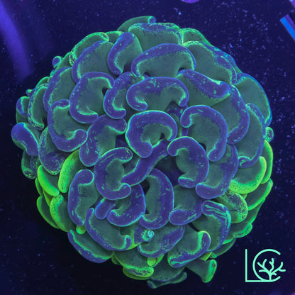 Aussie Splatter Hammer WYSIWYG