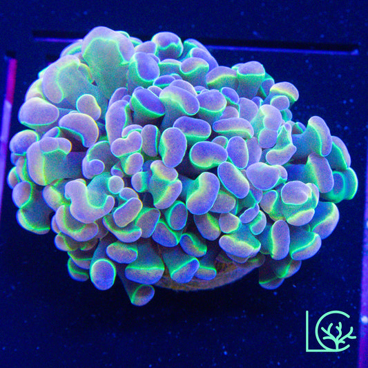 LC Hologram Hammer WYSIWYG