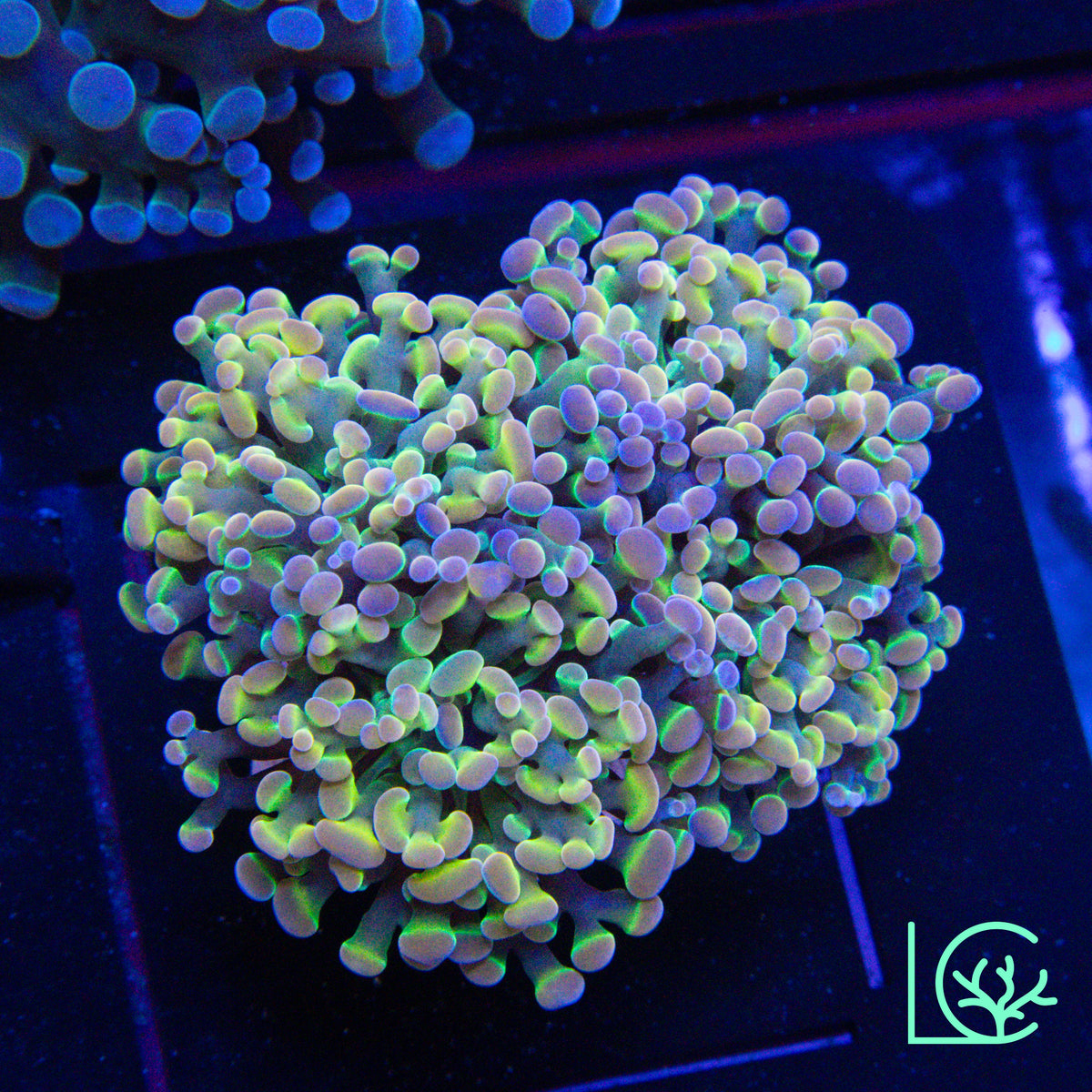 LC Extreme Rainbow Hologram Hammer WYSIWYG