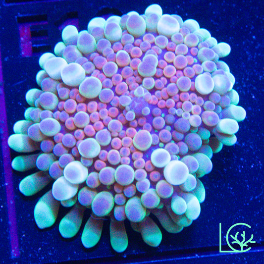 Emerald Tide Yuma Mushroom WYSIWYG