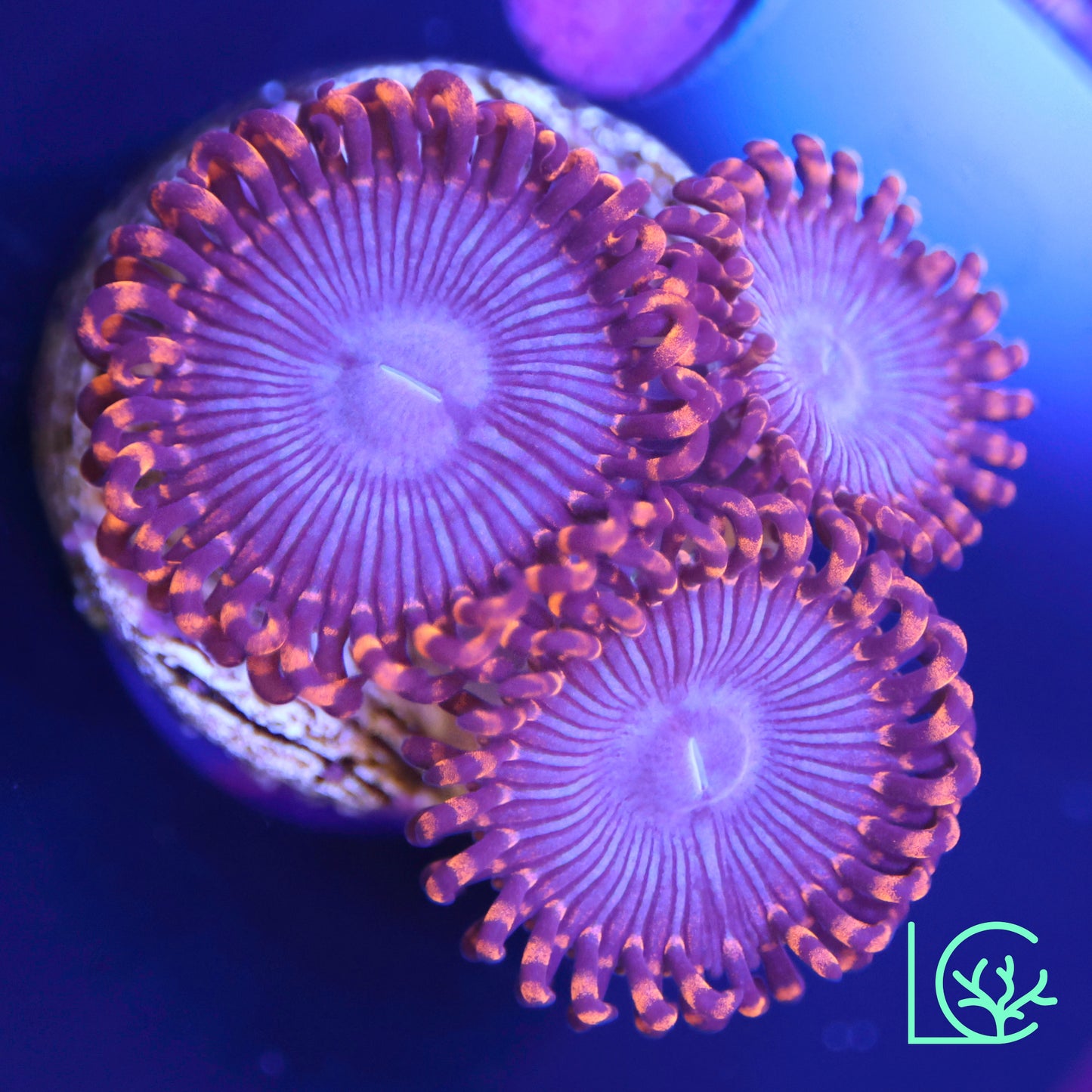 Superman Zoa WYSIWYG