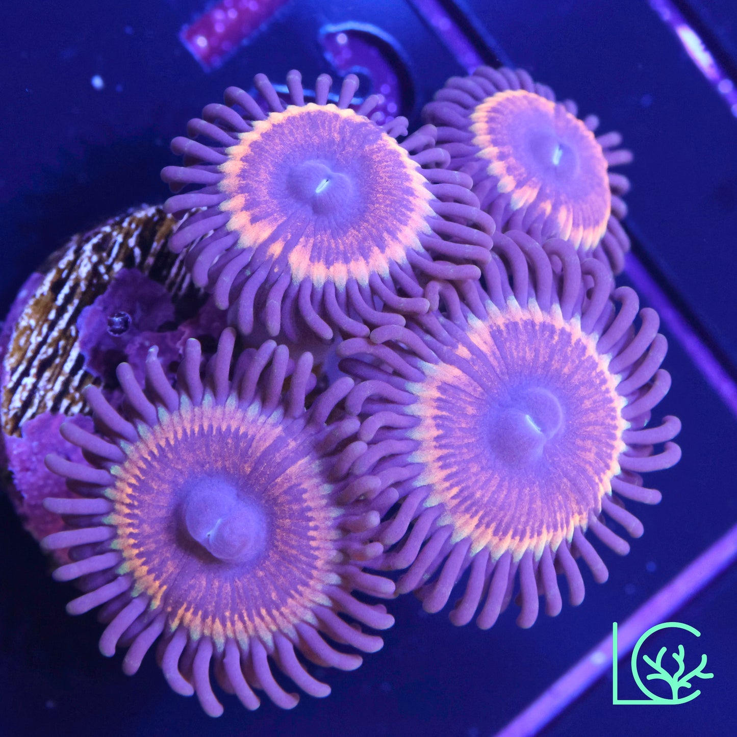 Vamps in Drag Zoa WYSIWYG