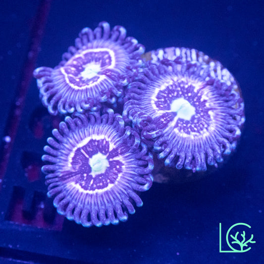 CC Pink Constellation Zoa WYSIWYG