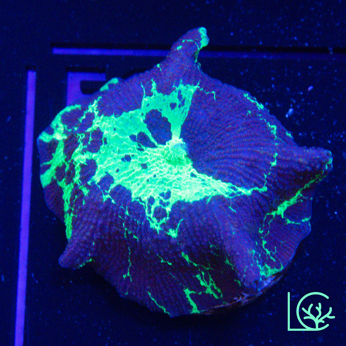Kryptonite Jawbreaker Mushroom WYSIWYG