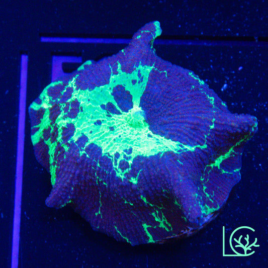 Kryptonite Jawbreaker Mushroom WYSIWYG