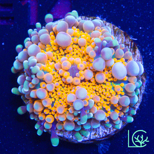 Citrus Splash Mushroom WYSIWYG