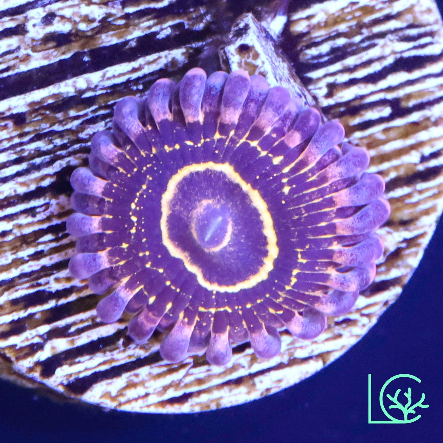 Stratosphere Zoa WYSIWYG