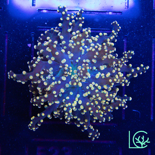 LC Peach Tip Octospawn WYSIWYG