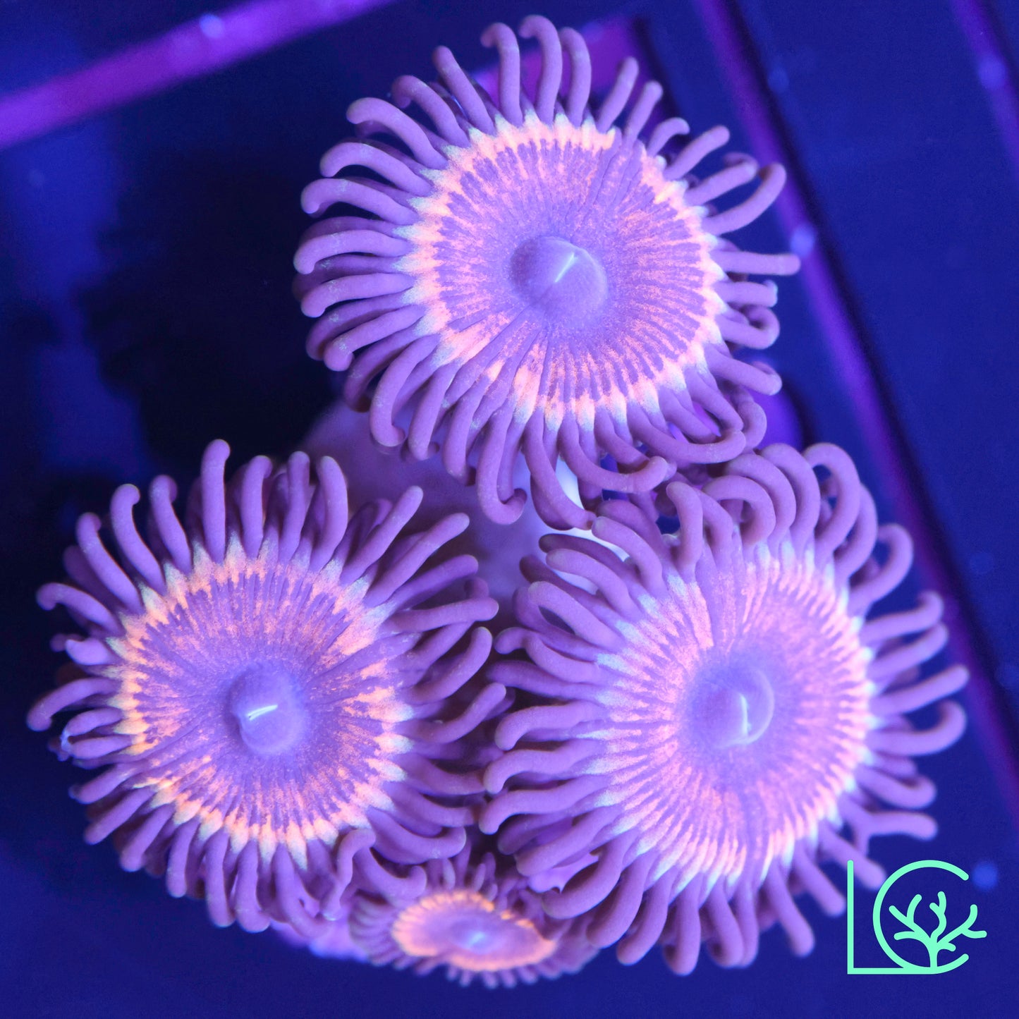 Vamps in Drag Zoa WYSIWYG