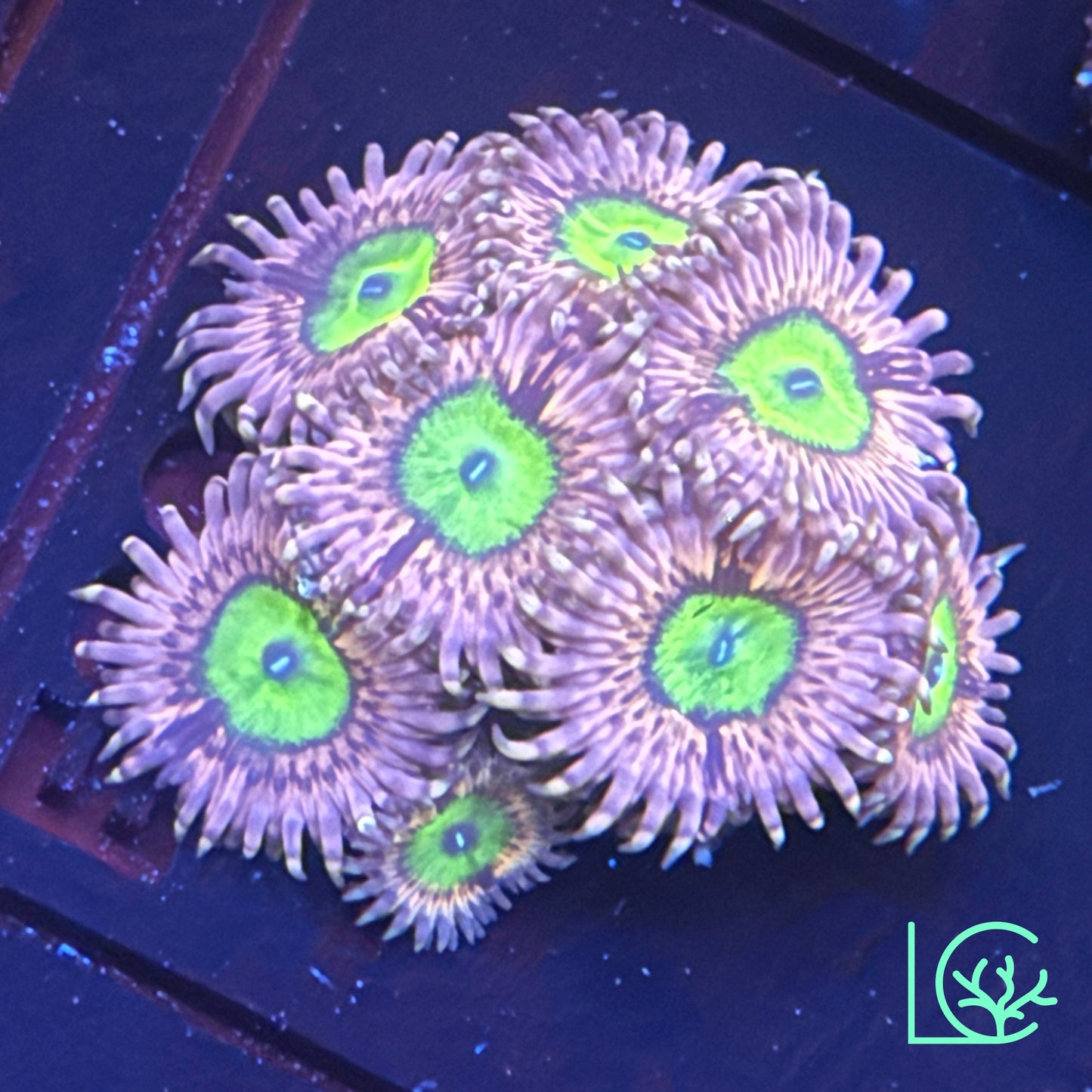 Pink Hippos Zoa WYSIWYG