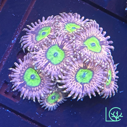 Pink Hippos Zoa WYSIWYG