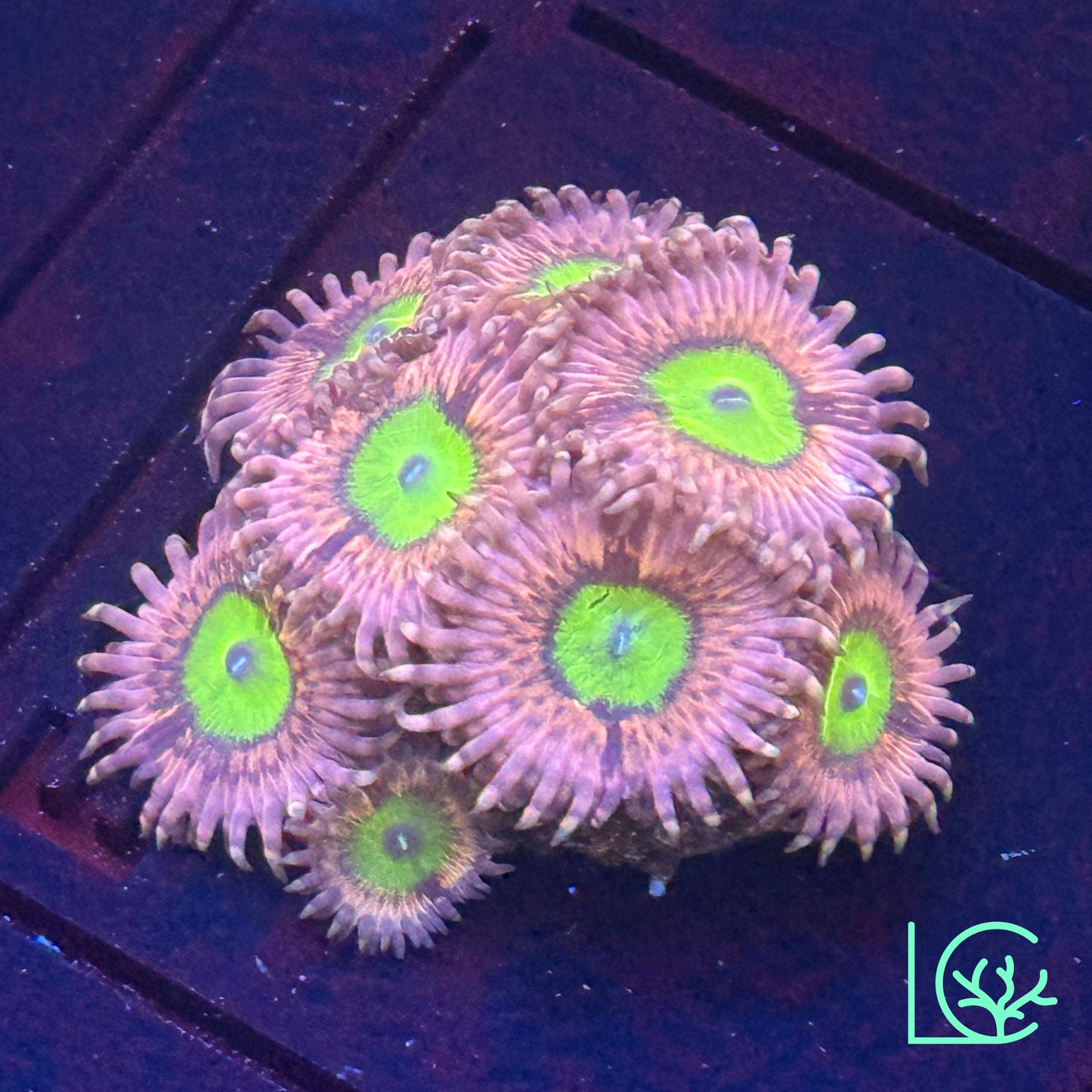 Pink Hippos Zoa WYSIWYG