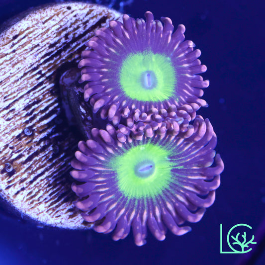 Chucky's Ex Zoa WYSIWYG