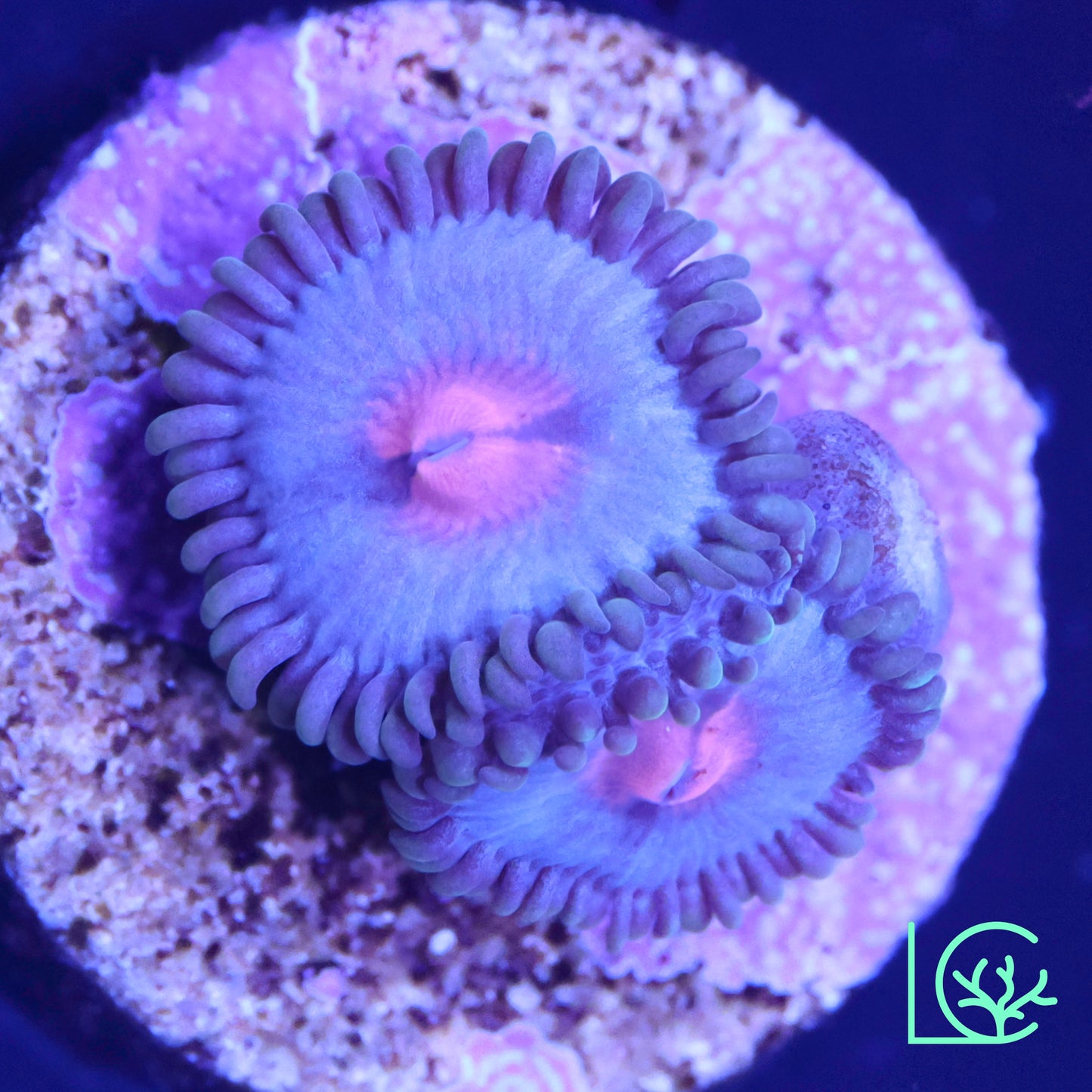 MIami Vice Zoa WYSIWYG
