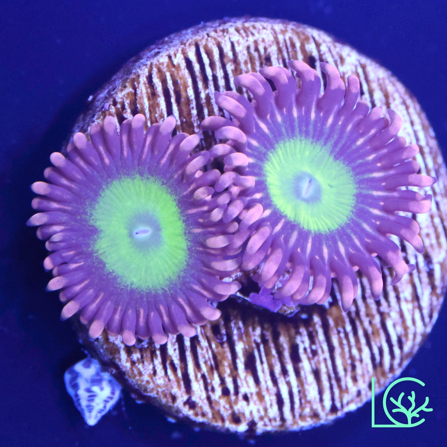 Chucky's Ex Zoa WYSIWYG