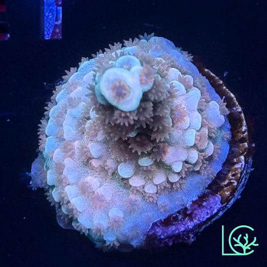 Cherry Bomb Acropora WYSIWYG