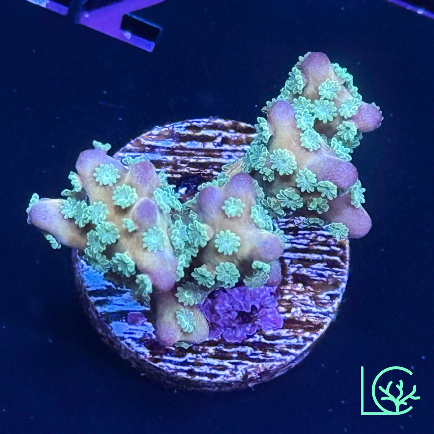 RRC Tropicana Anacropora WYSIWYG