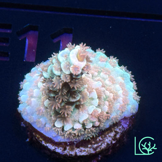 Cherry Bomb Acropora WYSIWYG