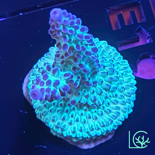 ORA Pearlberry Acropora WYSIWYG
