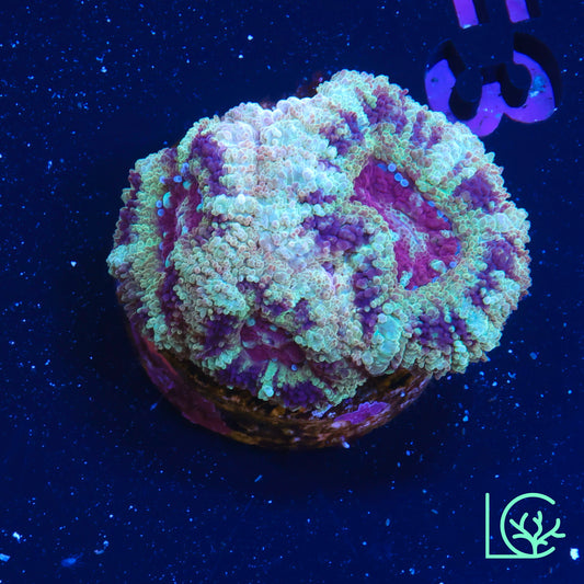 Green Asian Acan WYSIWYG