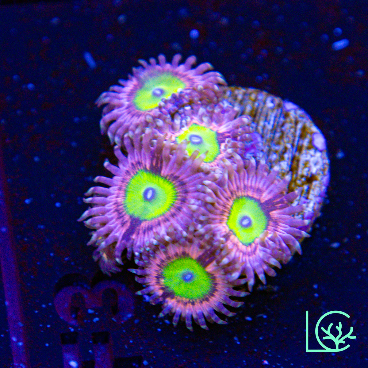Pink Hippos Zoa WYSIWYG