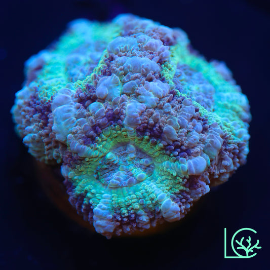 Green Goblin Asian Acan WYSIWYG