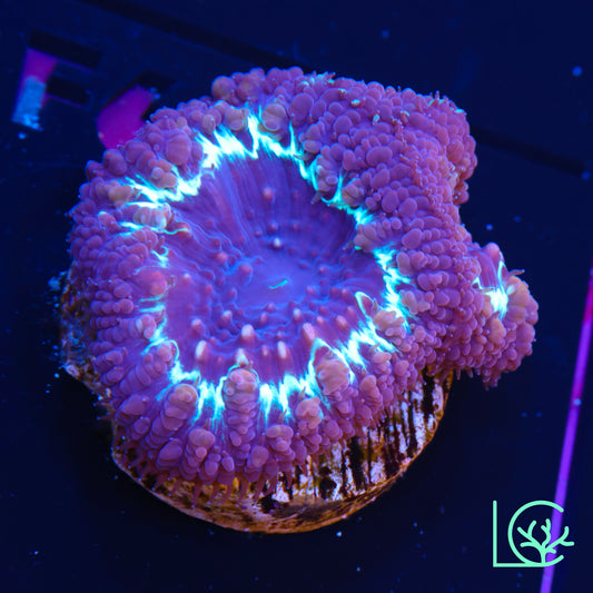 Frostbite Blasto WYSIWYG