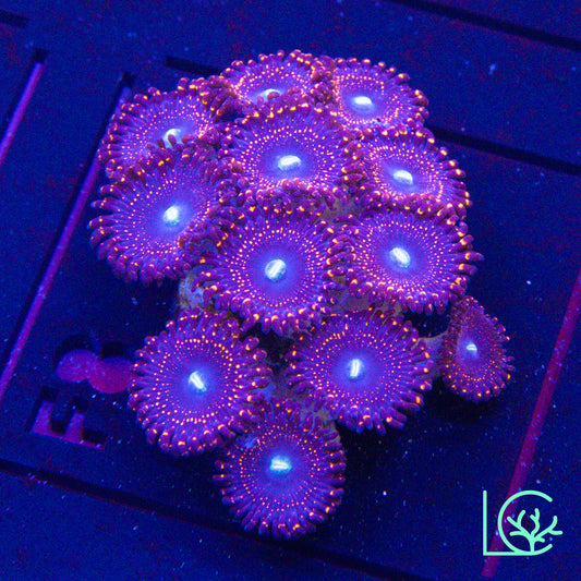 Illuminati Zoa WYSIWYG