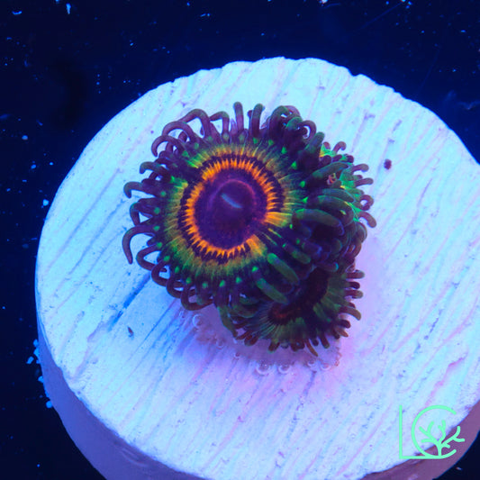 Little Shop of Horror Zoa WYSIWYG