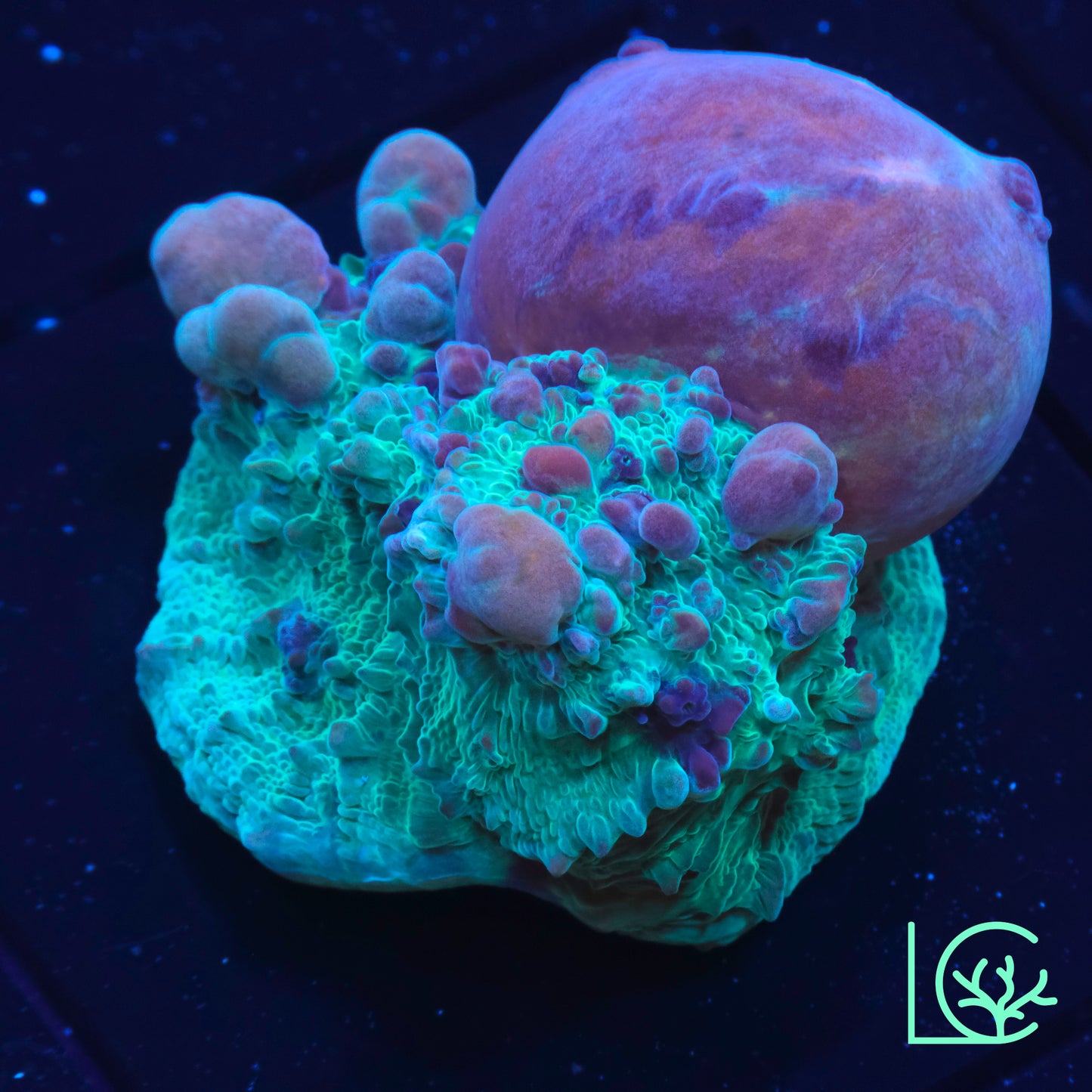 Large WWC Cosmic Candy Bounce Chalice WYSIWYG