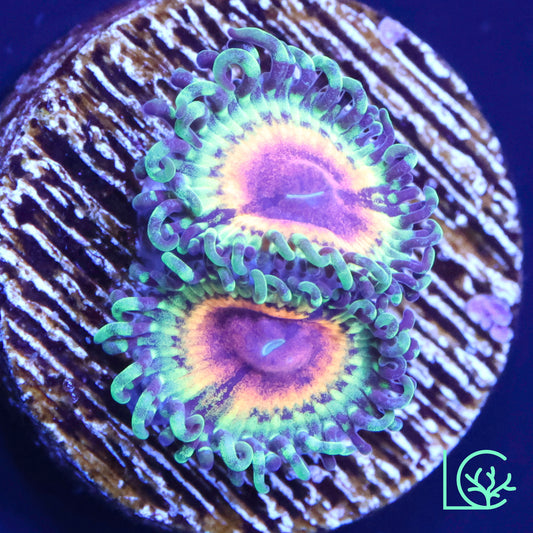 Little Shop of Horror Zoa WYSIWYG