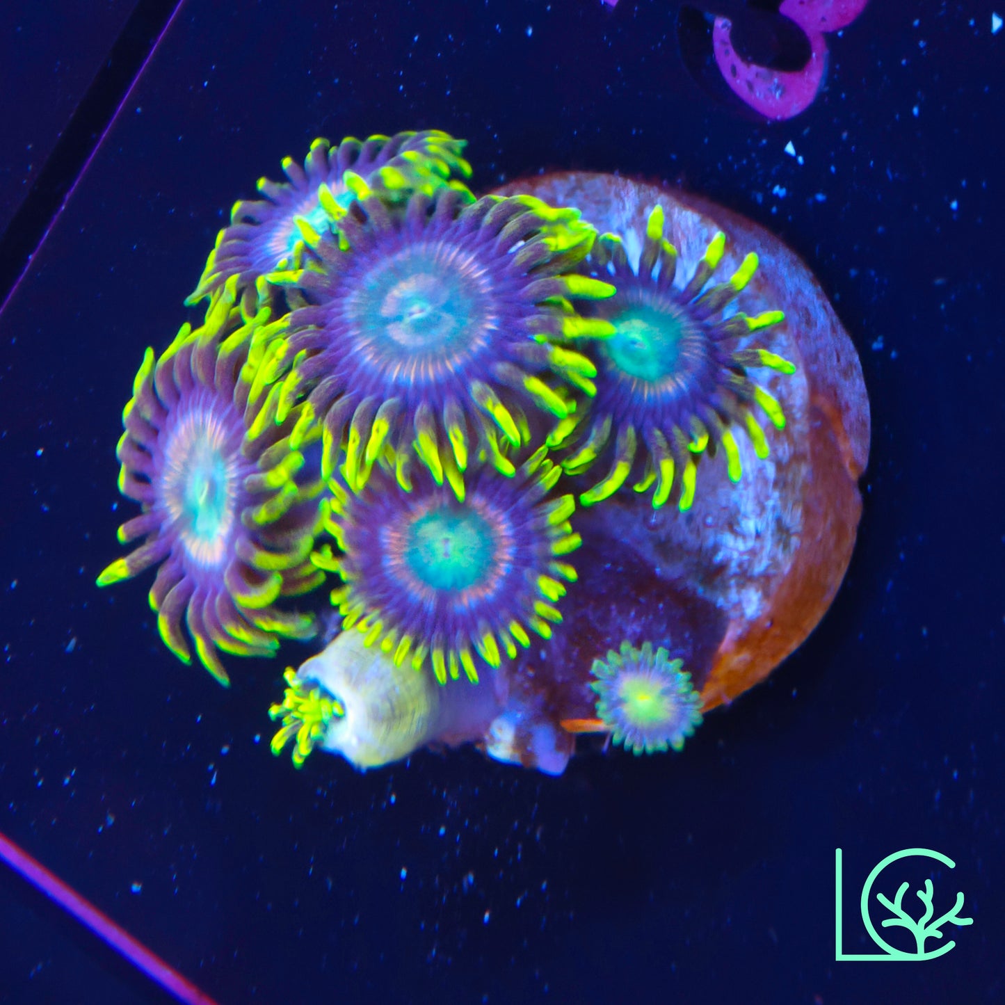Lemon Lazer Zoa WYSIWYG