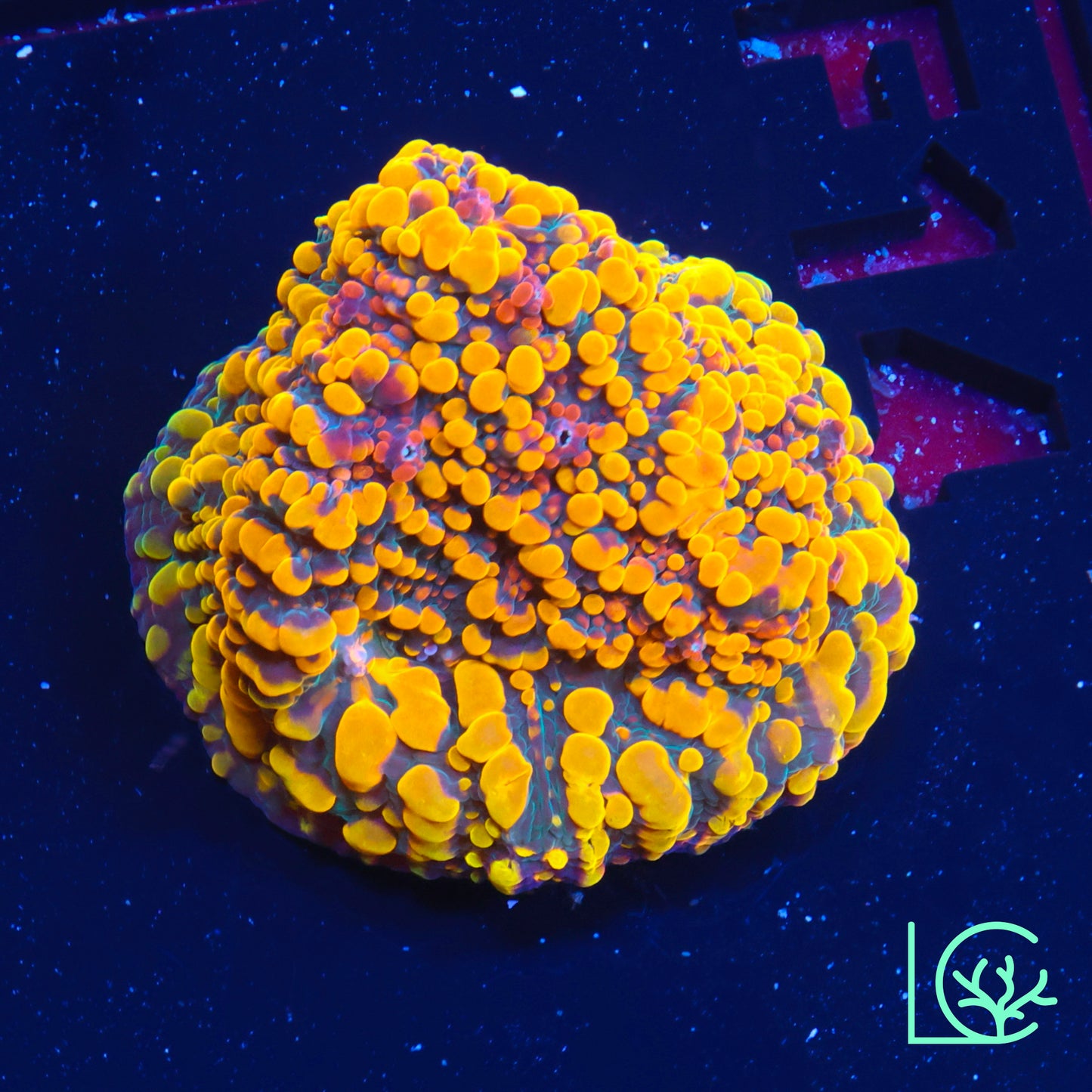 CC Cloudberries Chalice WYSIWYG