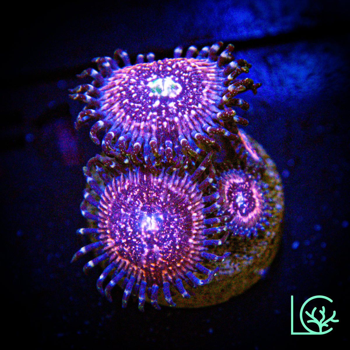 Pink Zipper Zoa WYSIWYG