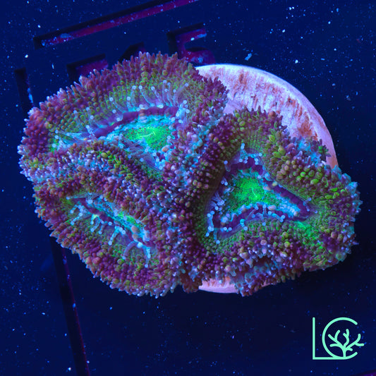 Green Monster Acan WYSIWYG