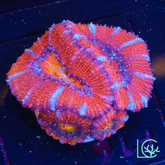 Inferno Eye Acan WYSIWYG
