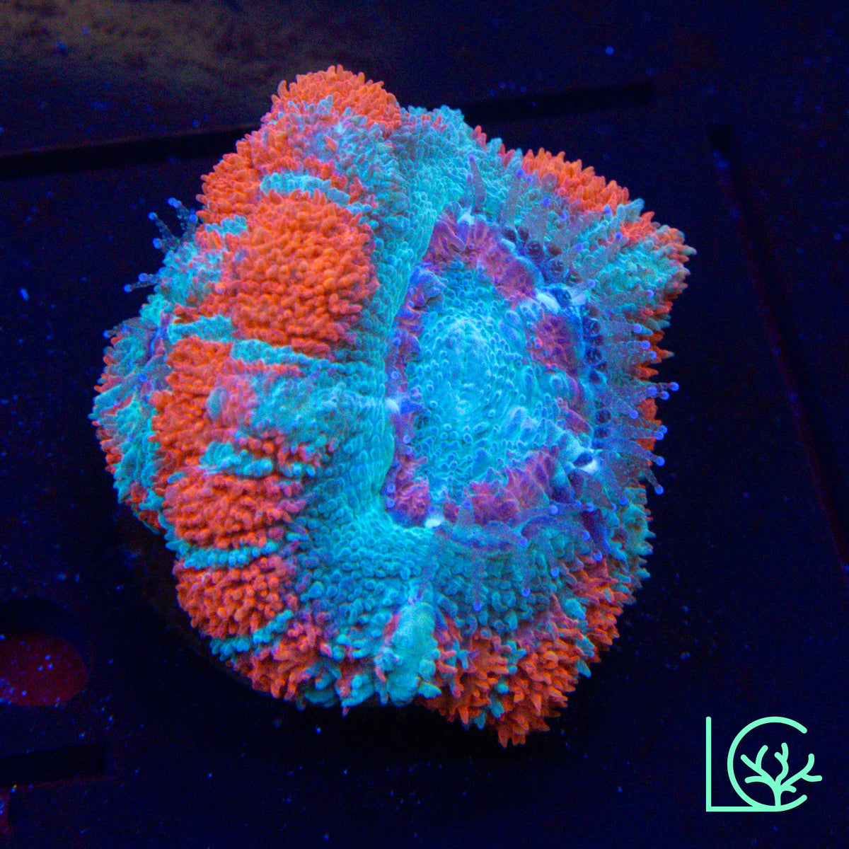 Blue Rasberry Acan WYSIWYG
