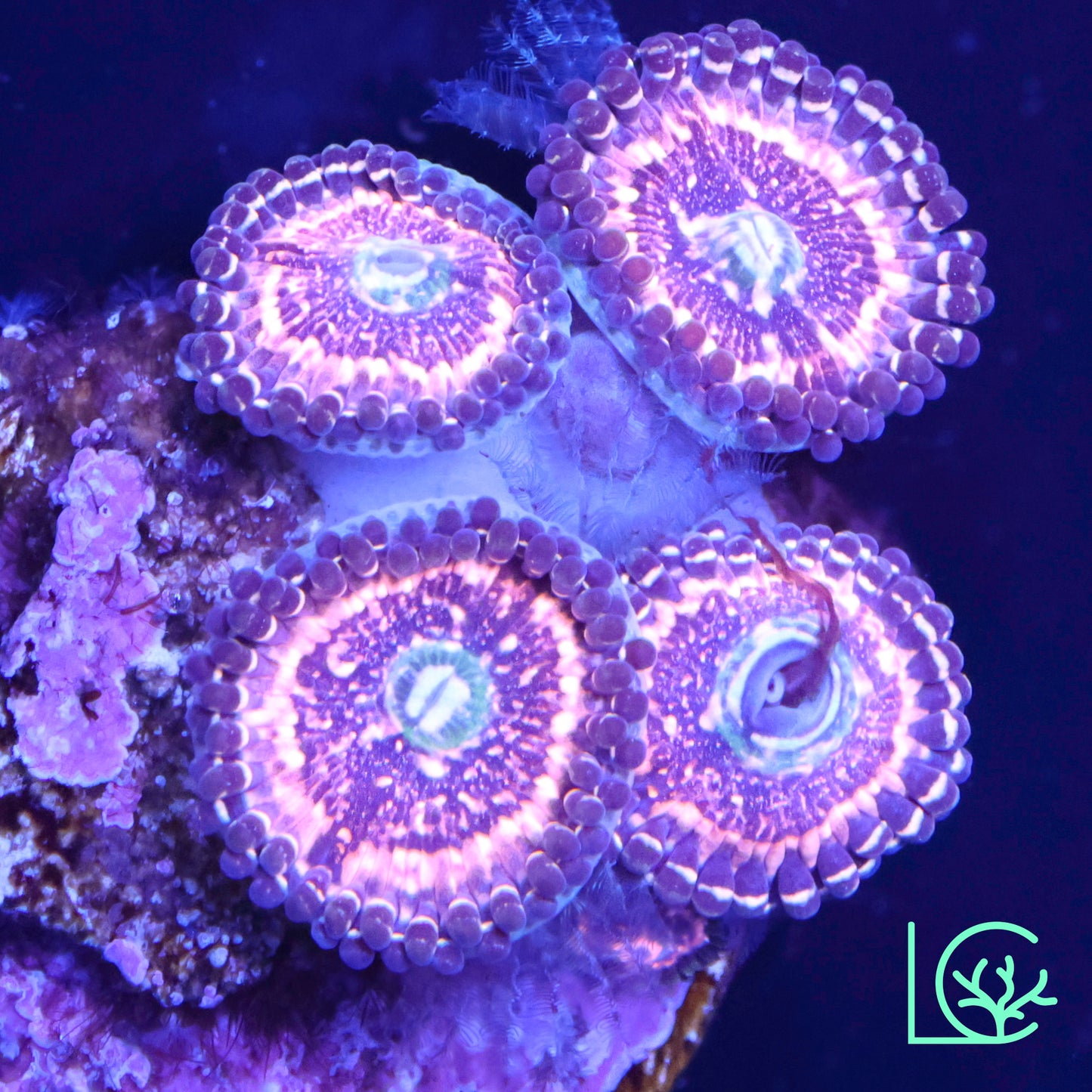 Pink Zipper Zoa WYSIWYG