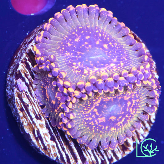 JF Azz Krak Zoa WYSIWYG