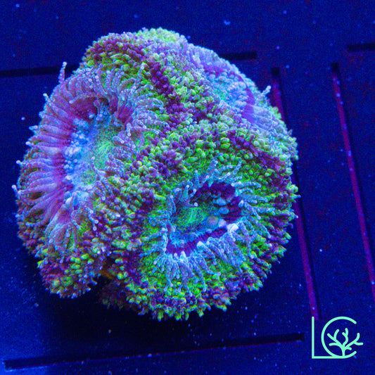 Green Monster Acan WYSIWYG