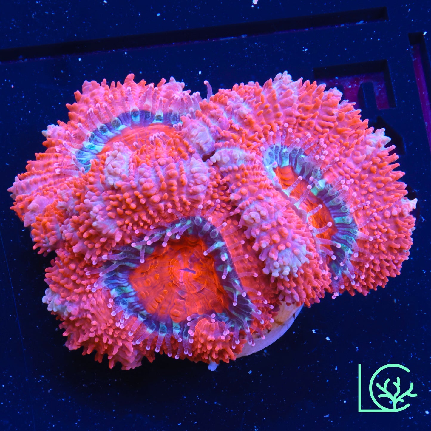 Red Candy Cane Acan WYSIWYG