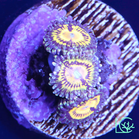 Butt Muncher Zoa WYSIWYG