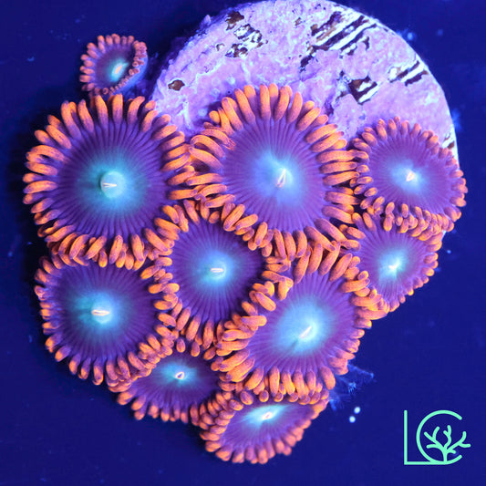 Punk Rocker Zoa WYSIWYG