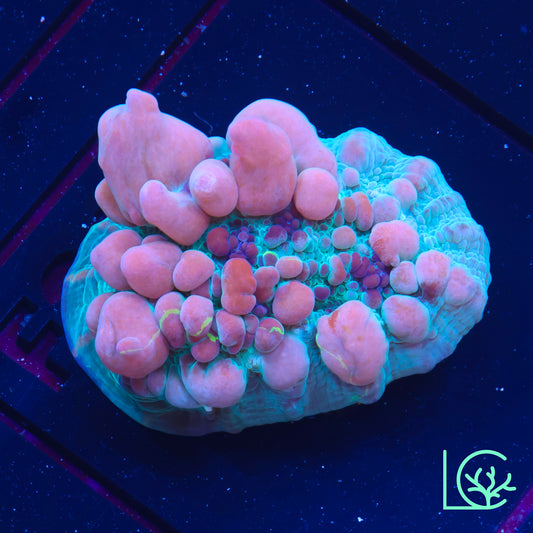 WWC Cosmic Candy Bounce Chalice WYSIWYG